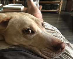 The actor has adopted a dog in his home and also shared his photograph in his Instagram posts.